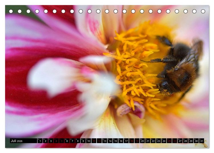Produktbild: Insekten-Sommer (Tischkalender 2026 DIN A5 quer), CALVENDO Monatskalender