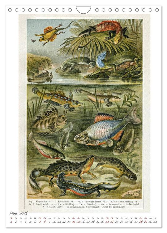 Produktbild: Formenspiele der Evolution. Chromolithographien des 19. Jahrhunderts (Wandkalender 2026 DIN A4 hoch), CALVENDO Monatskalender