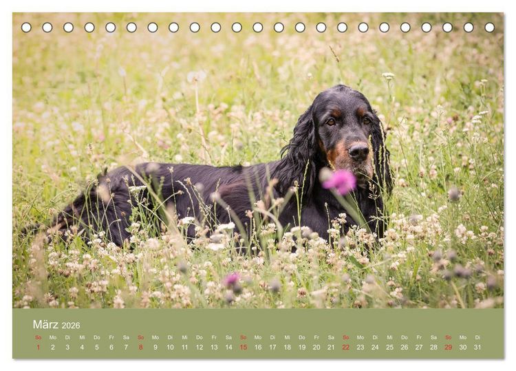 Produktbild: Setter - Geliebter Freund und Jagdkamerad (Tischkalender 2026 DIN A5 quer), CALVENDO Monatskalender