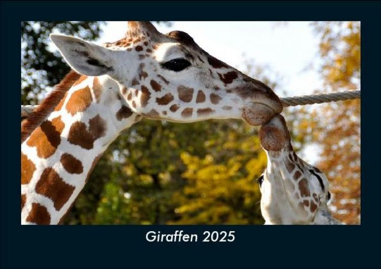 Produktbild: Giraffen 2025 Fotokalender DIN A5