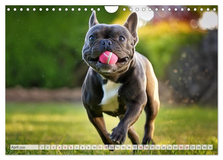Produktbild: Bullys in Action - Franz&ouml;sische Bulldoggen lieben B&auml;lle (Wandkalender 2026 DIN A4 quer), CALVENDO Monatskalender