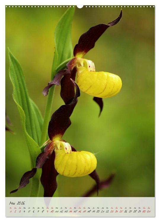 Produktbild: Florale Meisterwerke der Natur (hochwertiger Premium Wandkalender 2026 DIN A2 hoch), Kunstdruck in Hochglanz