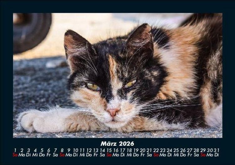 Produktbild: F&uuml;r Katzenfreunde 2026 Fotokalender DIN A5