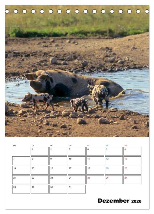 Produktbild: Schweine 2026 (Tischkalender 2026 DIN A5 hoch), CALVENDO Monatskalender