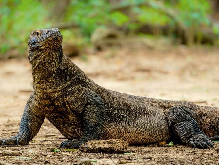 Produktbild: CALVENDO Puzzle Komodowaran - Varanus komodoensis - aus Indonesien | 1000 Teile Lege-Gr&ouml;&szlig;e 64x48cm Foto-Puzzle f&uuml;r gl&uuml;ckliche Stunden
