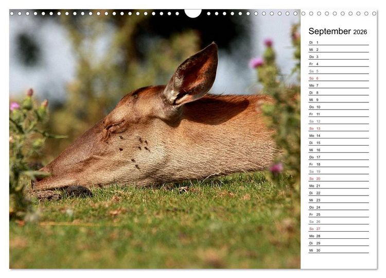 Produktbild: Hirsche (Wandkalender 2026 DIN A3 quer), CALVENDO Monatskalender
