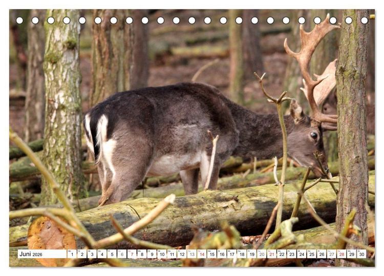Produktbild: Der Damhirsch - Der Schaufeltr&auml;ger des Waldes (Tischkalender 2026 DIN A5 quer), CALVENDO Monatskalender