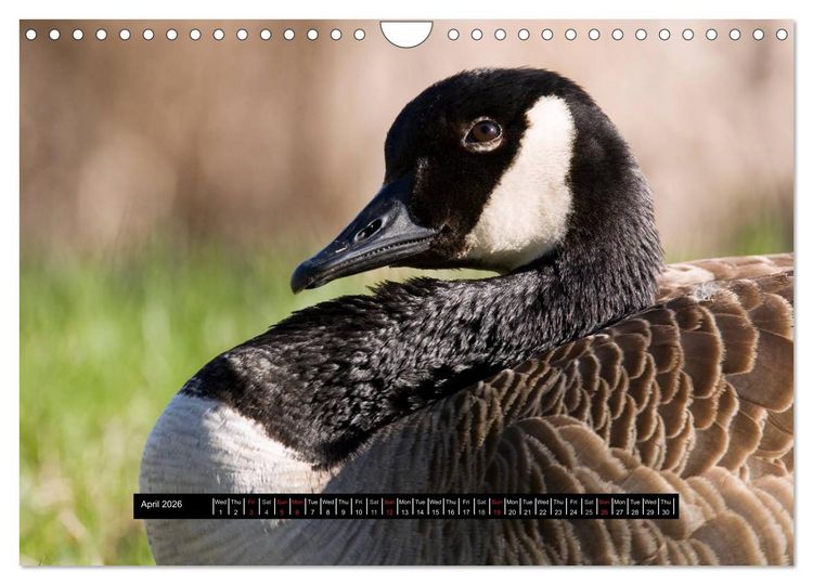 Produktbild: CANADA GOOSE / UK-Version (Wall Calendar 2026 DIN A4 landscape), CALVENDO 12 Month Wall Calendar