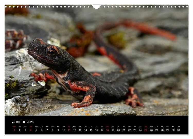 Produktbild: Salamander und Molche (Wandkalender 2026 DIN A3 quer), CALVENDO Monatskalender