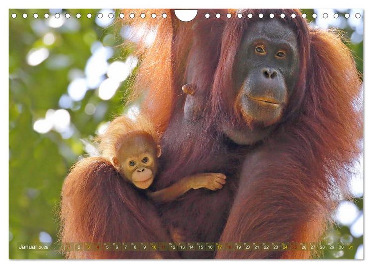 Produktbild: Waldmenschen - Orang Utans auf Borneo (Wandkalender 2026 DIN A4 quer), CALVENDO Monatskalender