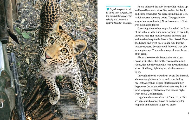 Produktbild: Face to Face with Leopards
