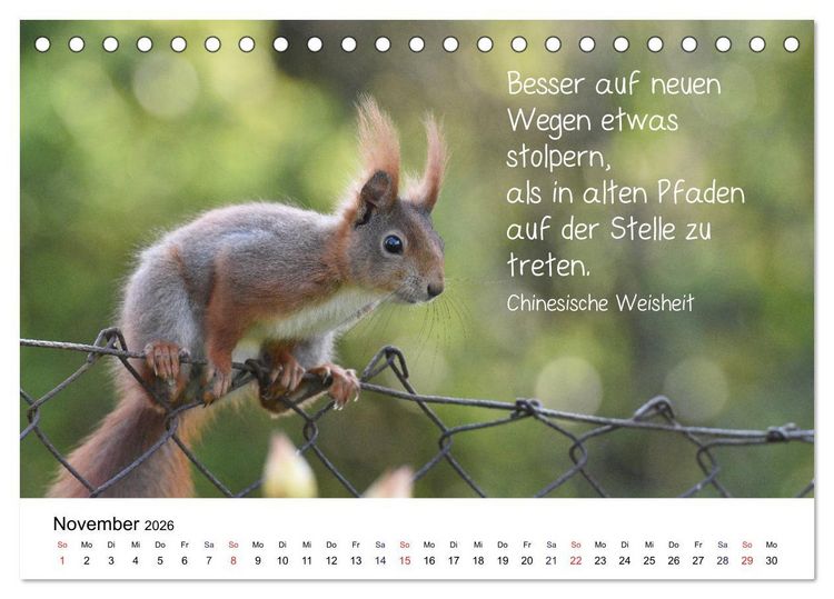 Produktbild: Der literarische Eichh&ouml;rnchen-Kalender (Tischkalender 2026 DIN A5 quer), CALVENDO Monatskalender