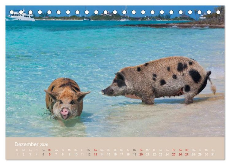 Produktbild: Schwimmende Schweine auf den Bahamas! (Tischkalender 2026 DIN A5 quer), CALVENDO Monatskalender