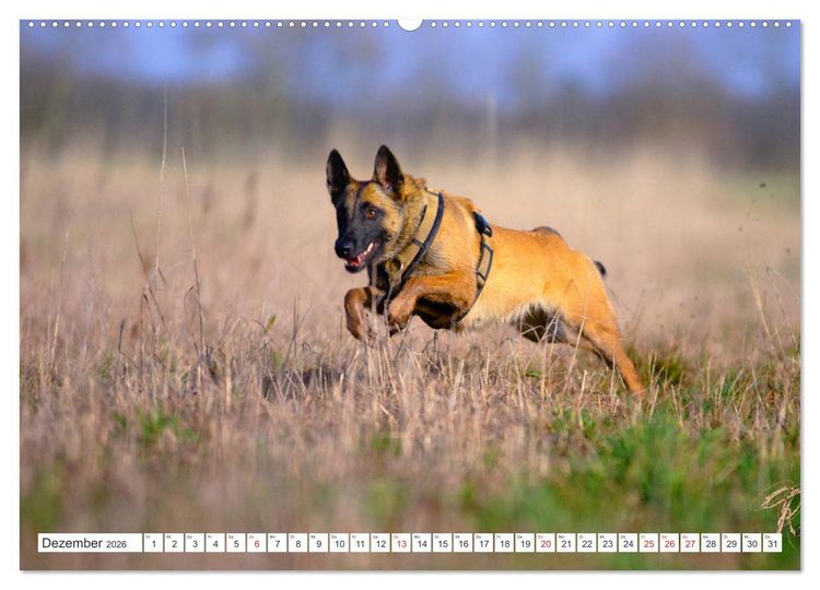 Produktbild: Malinois - belgischer Sch&auml;ferhund (hochwertiger Premium Wandkalender 2026 DIN A2 quer), Kunstdruck in Hochglanz