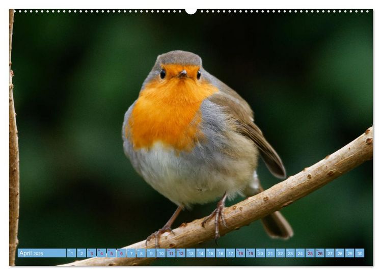 Produktbild: Rotkehlchen - Fotografiert von Ostfriesenfotografie (hochwertiger Premium Wandkalender 2026 DIN A2 quer), Kunstdruck in Hochglanz
