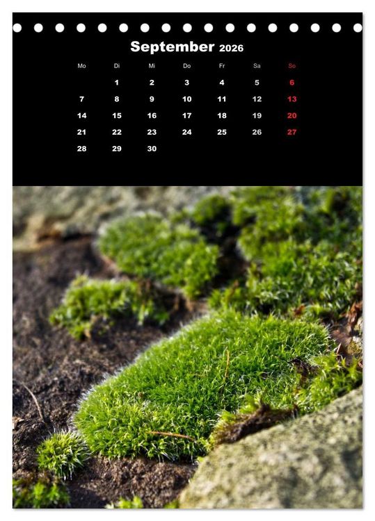 Produktbild: Die Welt der Moose. Ein Blick nach unten (Tischkalender 2026 DIN A5 hoch), CALVENDO Monatskalender