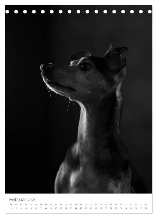 Produktbild: Fine Art Hundeportraits (Tischkalender 2026 DIN A5 hoch), CALVENDO Monatskalender