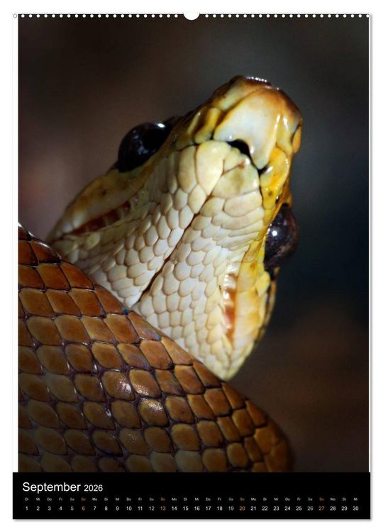 Produktbild: Auge in Auge mit coolen Typen - REPTILIEN (hochwertiger Premium Wandkalender 2026 DIN A2 hoch), Kunstdruck in Hochglanz