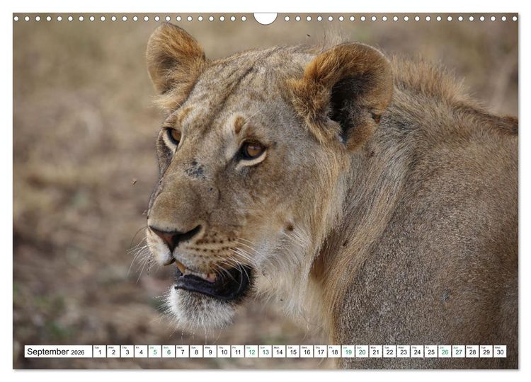 Produktbild: Simba Masai Mara Kenya Africa (Wall Calendar 2026 DIN A3 landscape), CALVENDO 12 Month Wall Calendar