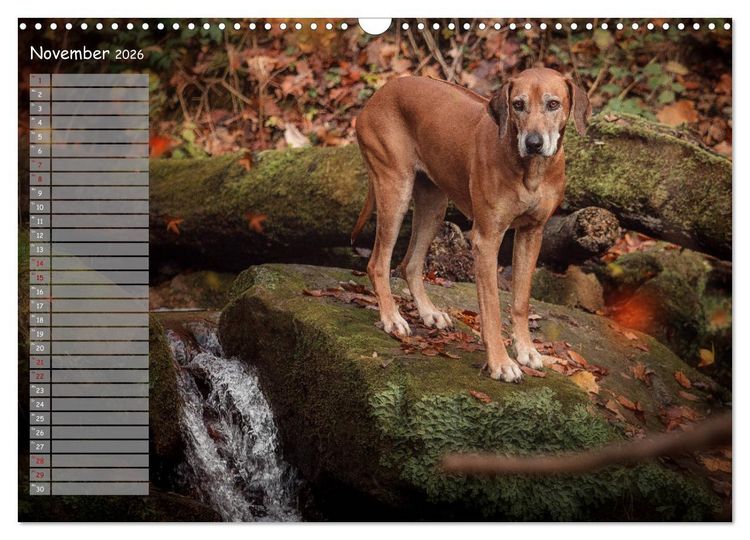 Produktbild: Rhodesian Ridgeback - Herzen auf vier Pfoten (Wandkalender 2026 DIN A3 quer), CALVENDO Monatskalender