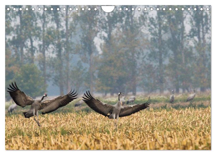Produktbild: Kraniche auf dem Weg nach S&uuml;den (Wandkalender 2025 DIN A4 quer), CALVENDO Monatskalender