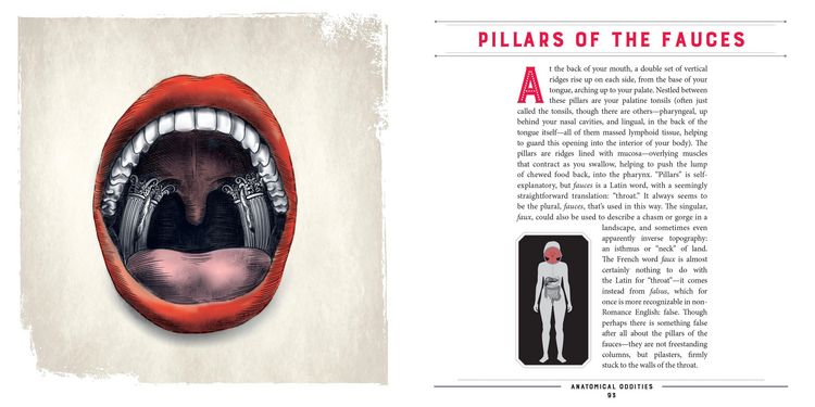 Produktbild: Anatomical Oddities