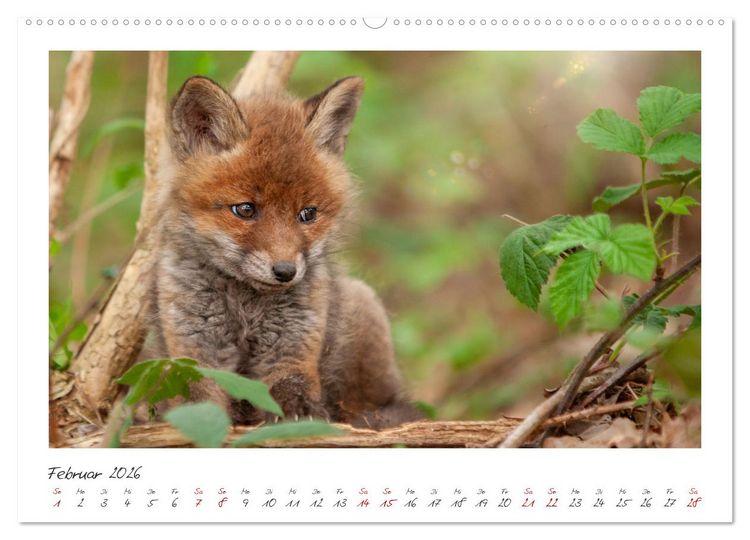 Produktbild: F&uuml;chse - zauberhafte Seelen (hochwertiger Premium Wandkalender 2026 DIN A2 quer), Kunstdruck in Hochglanz
