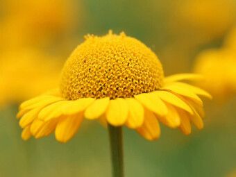 Produktbild: CALVENDO Puzzle Gelbe Sommerblume | 1000 Teile Lege-Gr&ouml;&szlig;e 64x48cm Foto-Puzzle f&uuml;r gl&uuml;ckliche Stunden