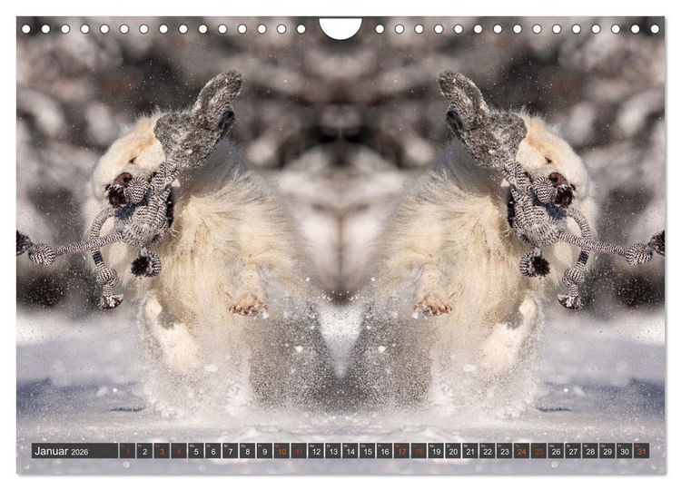 Produktbild: Mit doppelter Power durch das Jahr (Wandkalender 2026 DIN A4 quer), CALVENDO Monatskalender