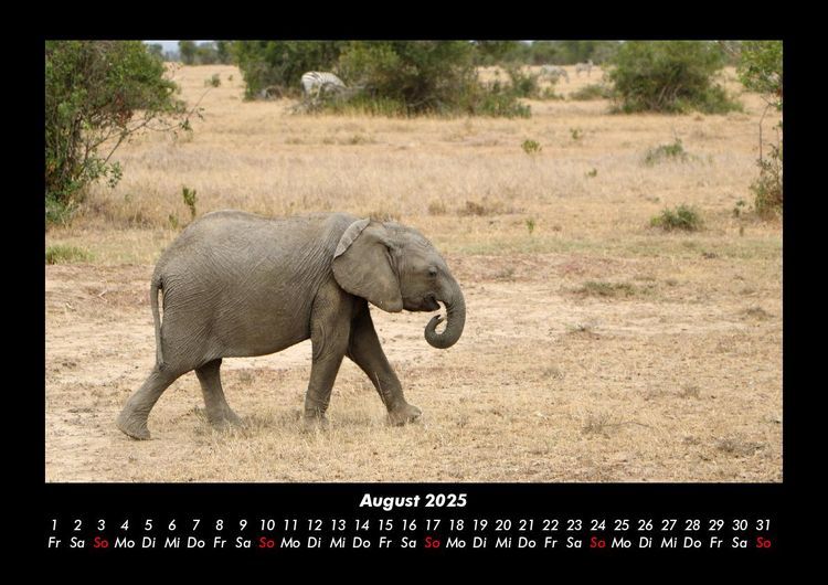 Produktbild: Der Elefantenkalender 2025 Fotokalender DIN A3