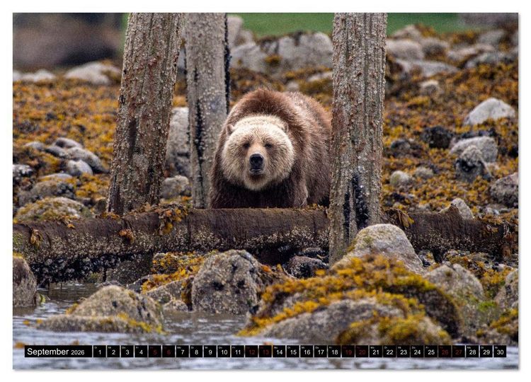 Produktbild: Grizzlys und Geisterb&auml;ren - Glendale Cove, Kanada (hochwertiger Premium Wandkalender 2026 DIN A2 quer), Kunstdruck in Hochglanz
