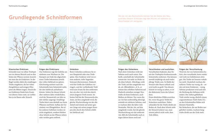 Produktbild: Pflanzenschnitt