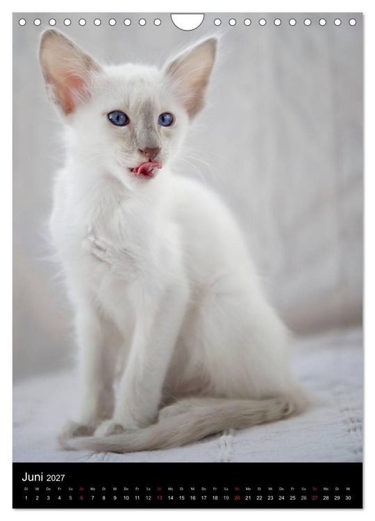 Produktbild: Orientalische Katzen 2027 (Wandkalender 2027 DIN A4 hoch), CALVENDO Monatskalender