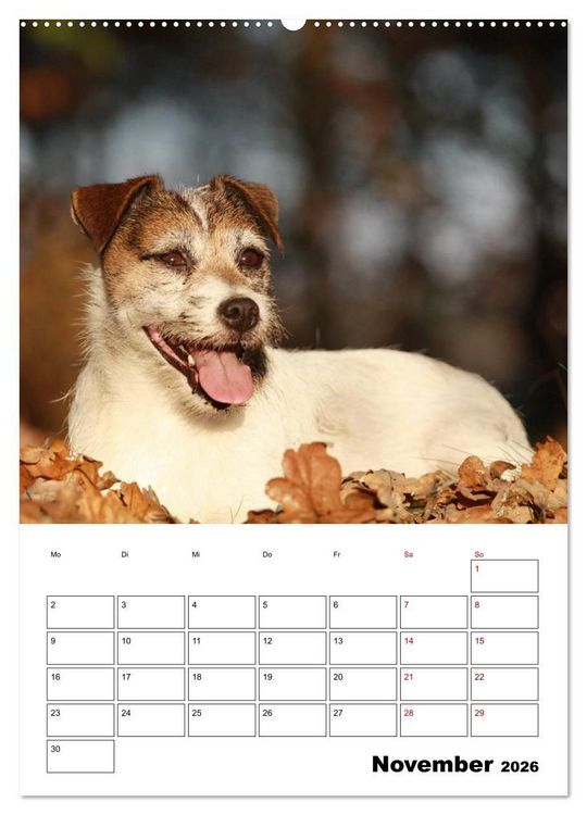 Produktbild: Tender Fellows - Parson Russell Terrier (Wandkalender 2026 DIN A2 hoch), CALVENDO Monatskalender