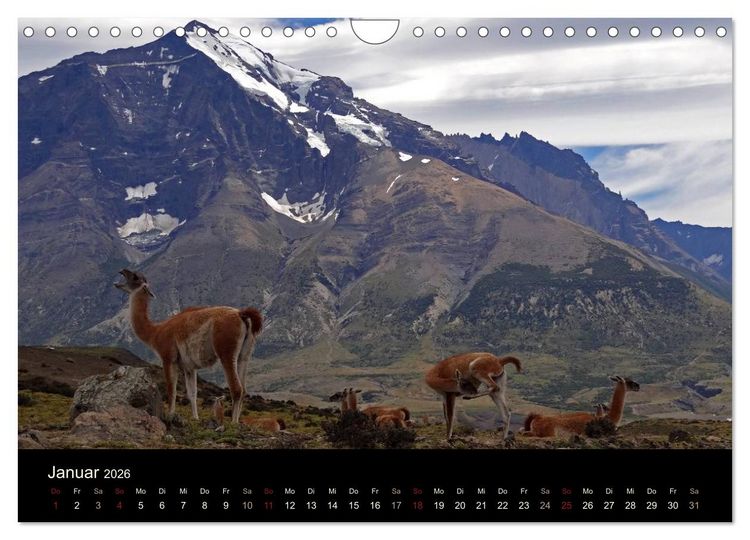 Produktbild: Im Nationalpark Torres del Paine (Chile) (Wandkalender 2026 DIN A4 quer), CALVENDO Monatskalender