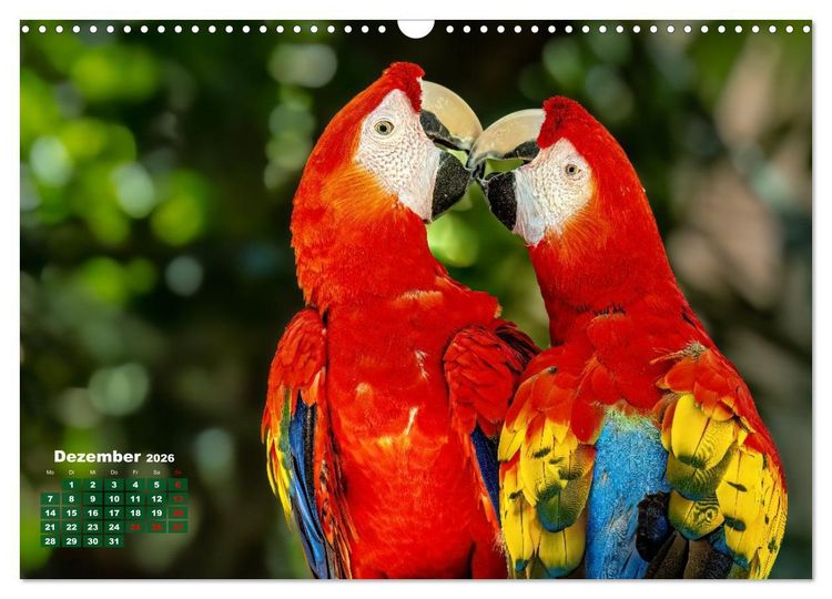 Produktbild: Tropische V&ouml;gel Costa Ricas (Wandkalender 2026 DIN A3 quer), CALVENDO Monatskalender