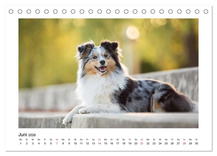 Produktbild: Herzensshelties - Shetland Sheepdogs (Tischkalender 2026 DIN A5 quer), CALVENDO Monatskalender