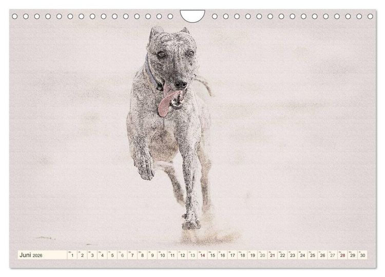 Produktbild: Whippet 2026 (Wandkalender 2026 DIN A4 quer), CALVENDO Monatskalender