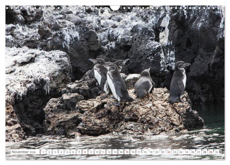 Produktbild: Galapagos. Verzauberte Inseln (Wandkalender 2026 DIN A3 quer), CALVENDO Monatskalender