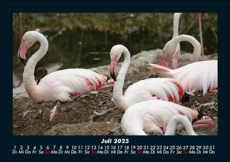 Produktbild: V&ouml;gel 2025 Fotokalender DIN A5