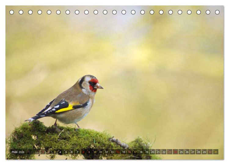 Produktbild: Chardonnerets - Portraits d'une esp&egrave;ce &eacute;blouissante (Calendrier de bureau 2026 DIN A5 vertical), CALVENDO calendrier mensuel