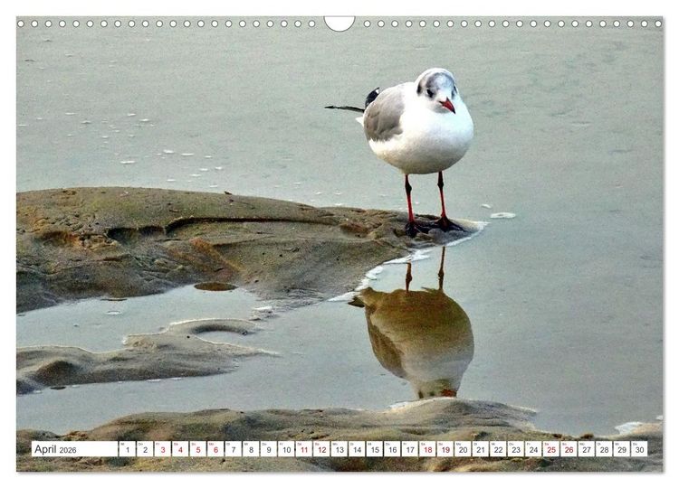 Produktbild: Lachm&ouml;wen an der Ostsee (Wandkalender 2026 DIN A3 quer), CALVENDO Monatskalender
