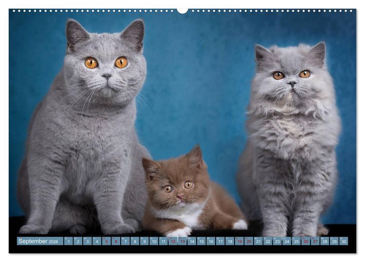 Produktbild: Kittens - Britisch Kurzhaar Katzenkinder (hochwertiger Premium Wandkalender 2026 DIN A2 quer), Kunstdruck in Hochglanz