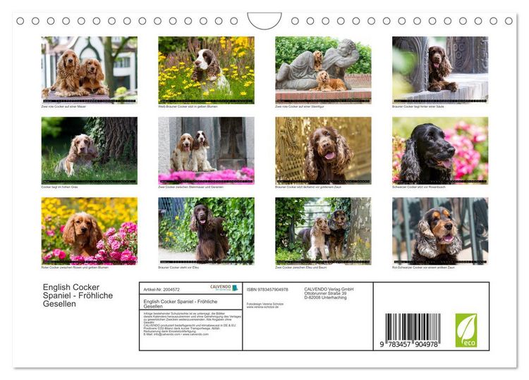 Produktbild: English Cocker Spaniel - Fr&ouml;hliche Gesellen (Wandkalender 2026 DIN A4 quer), CALVENDO Monatskalender
