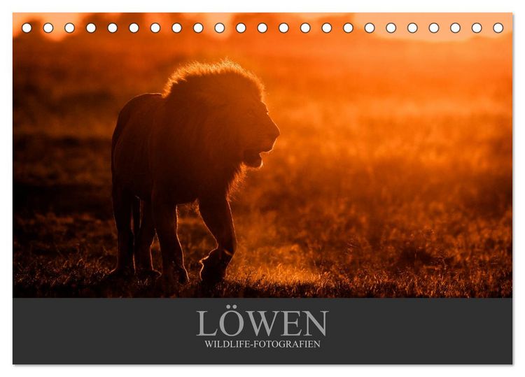 Produktbild: L&ouml;wen Wildlife-Fotografien (Tischkalender 2026 DIN A5 quer), CALVENDO Monatskalender