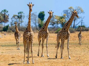 Produktbild: CALVENDO Puzzle Giraffen im Moremi Game Reserve | 1000 Teile Lege-Gr&ouml;&szlig;e 64x48cm Foto-Puzzle f&uuml;r gl&uuml;ckliche Stunden