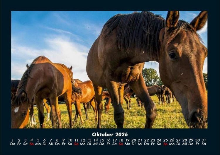 Produktbild: Pferdetraum 2026 Fotokalender DIN A4