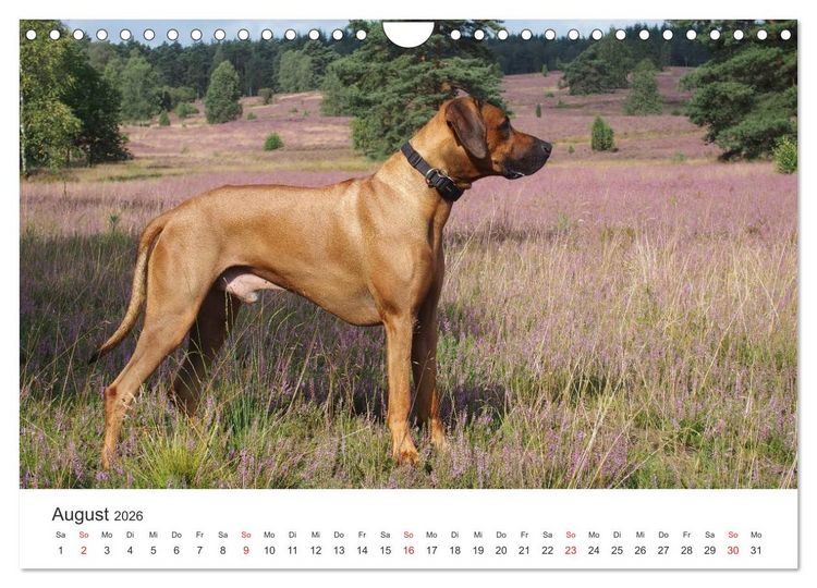 Produktbild: Ridgebacks - Hunde aus Afrika (Wandkalender 2026 DIN A4 quer), CALVENDO Monatskalender
