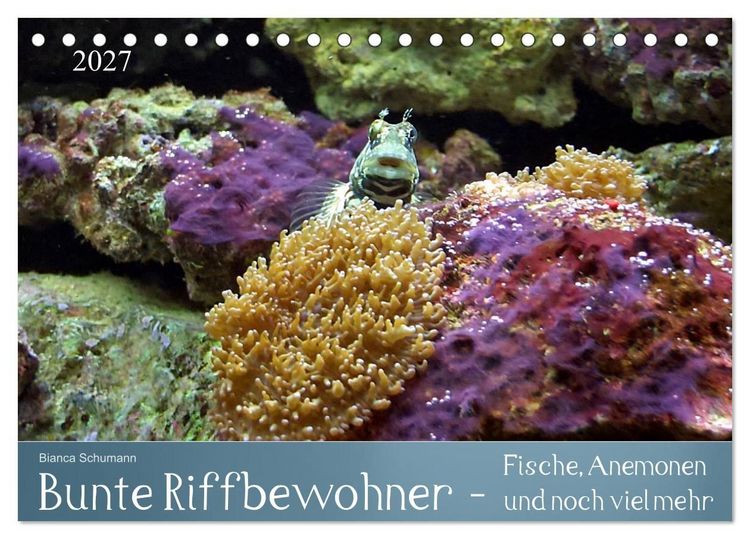 Produktbild: Bunte Riffbewohner - Fische, Anemonen und noch viel mehr (Tischkalender 2027 DIN A5 quer), CALVENDO Monatskalender