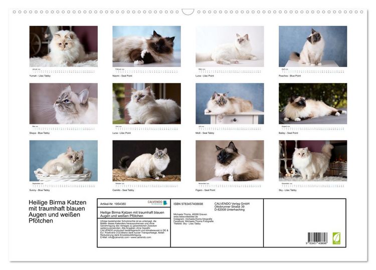 Produktbild: Heilige Birma Katzen mit traumhaft blauen Augen und wei&szlig;en Pf&ouml;tchen (Wandkalender 2026 DIN A2 quer), CALVENDO Monatskalender